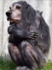 gorchien