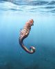 hippocoq