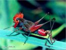 insectcoq.jpg