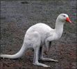 kangougne