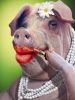 miss-pig
