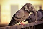 piphant