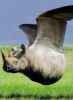 rhinozaile