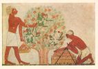 egypte-ancienne-papyrus_02