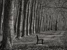 arbres-en-noir-et-blanc