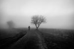 brouillard