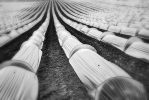 culture-en-noir-et-blanc