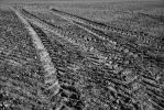 traces-noires-et-blanches