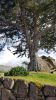 un-arbre-centenaire