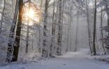 arbres-givres