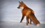 renard