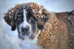 saint-bernard