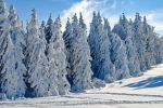 sapins-enneiges