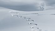 traces-fraiches