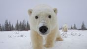 churchill-bears