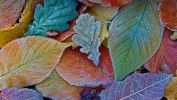 frost-leaves