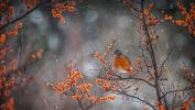 american-robin