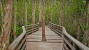 corkscrew-swamp
