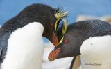 animaux-du-pole_06