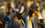 animaux-du-pole_08