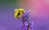 nature-sauvage_02