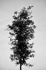 arbre