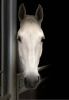 cheval-blanc