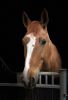 cheval