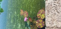 grandes-feuilles