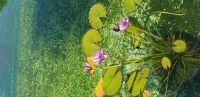 reflet-dans-eau
