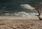 arbre-mort