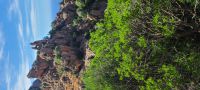 coeur-de-piana