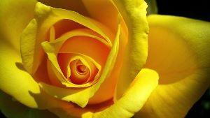 rose jaune