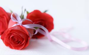 roses rouges